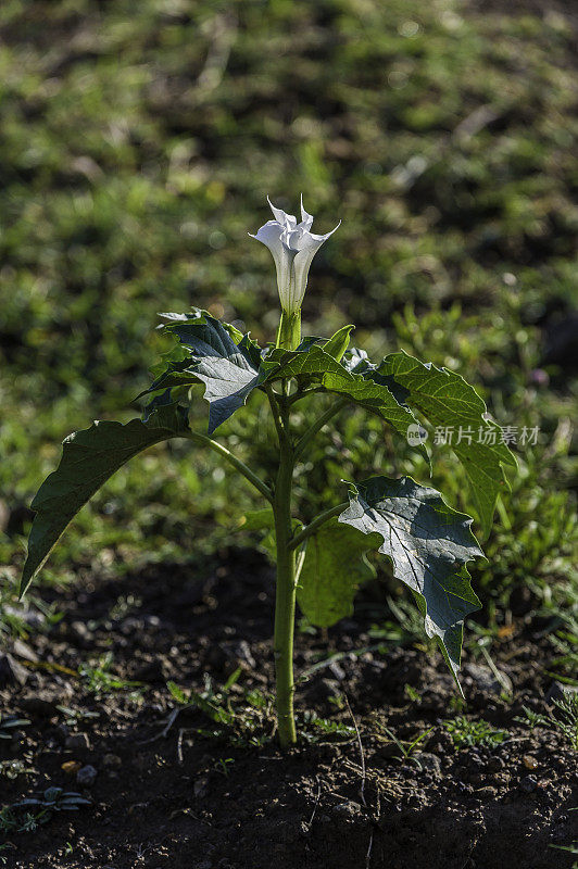 曼陀罗(Datura stramonium)，俗称曼陀罗(Jimson weed)或曼陀罗(Datura)，是茄科(茄属)的一种植物，据信起源于美洲，但现在在世界各地都有发现。肯尼亚马赛马拉国家保护区。